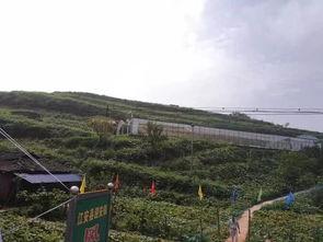 吃瓜群众岱岱海南,探寻热带风情与美食的完美邂逅