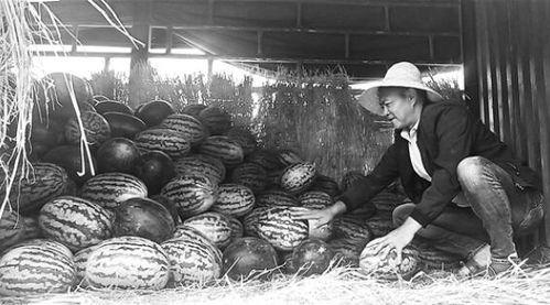 原始人吃瓜群众视频,揭秘网络热点的真实面貌