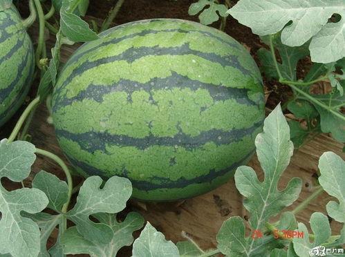 胡一菲不做吃瓜群众,拒绝做吃瓜群众，投身社会热点