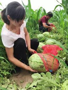 吃瓜群众的春天全文阅读