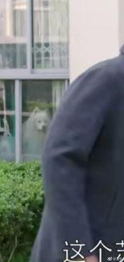 吃群众瓜视频完整版,一场全民参与的娱乐盛宴