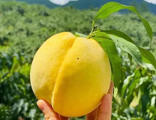 遂宁吃瓜群众,揭秘当地生活百态