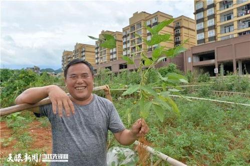 农村的吃瓜群众图片,吃瓜群众的欢乐时光