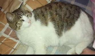 代喂猫咪吃瓜群众,温馨日常背后的感人故事