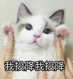 猫咪汤圆被吃瓜群众骂,猫咪遭遇网络暴力，网友热议宠物保护与网络素养