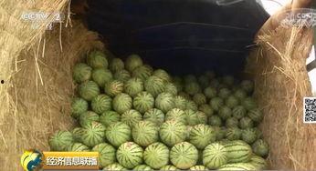 海阳第一吃瓜群众,揭秘娱乐圈幕后风云