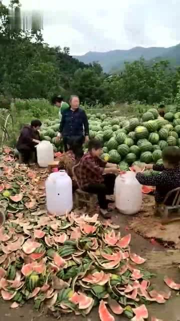 田地里的吃瓜群众,吃瓜群众的欢乐时光