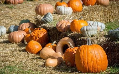 现在厦门的吃瓜群众