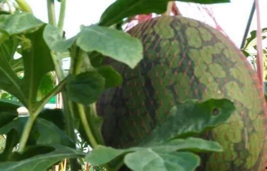 岱宗岱吃瓜群众花花菜菜,岱吃瓜群众花花菜菜演绎的民间传奇